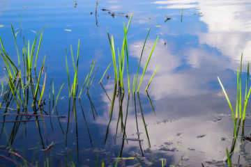 Lake and grass