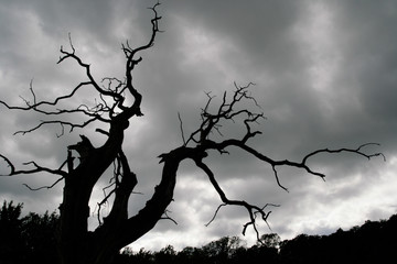 Abgestorbener Baum vor düsteren Wolken