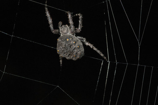 Parawixia audax spider on its web.