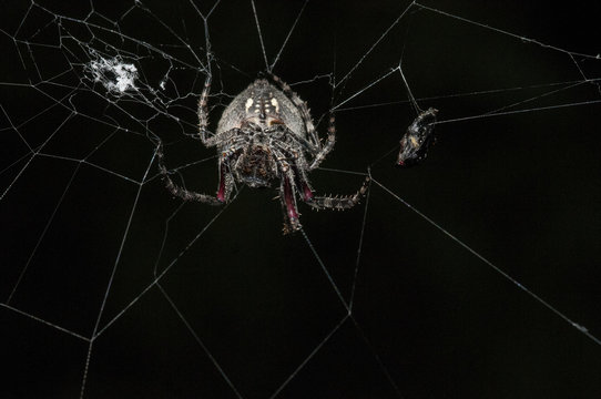 Parawixia audax spider on its web.