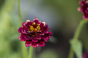 Aztek Zinnia