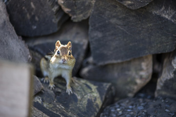 Chipmunk