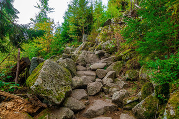Fototapeta na wymiar The stony path in the woods