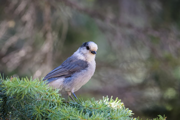 Canada jay sitting on a branch in Banff National Park