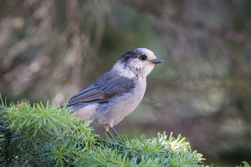 Canada jay sitting on a branch in Banff National Park
