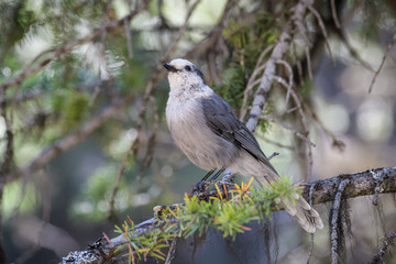 Fototapeta premium Canada jay sitting on a branch in Banff National Park