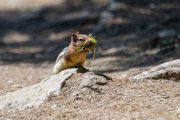 Ground squirrel in Banff National Park