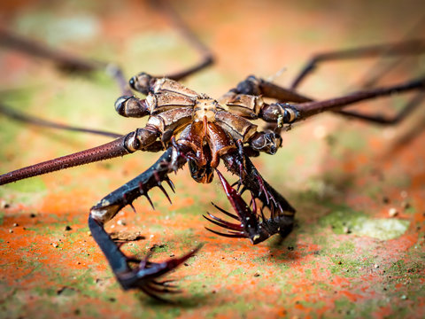 Whip Spider