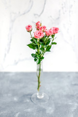 roses on white background
