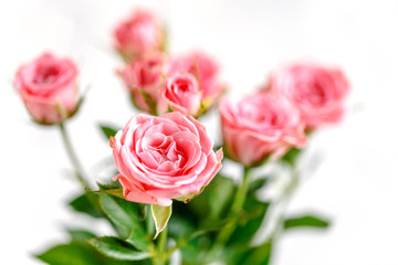 roses on white background