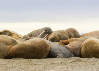 Walrus (Odobenus rosmarus) in a Mass Huddle on the Beach off the Arctic Ocean on the Coast of Spitsbergen Svalbard Archipelago in Northern Norway