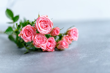 roses on white background