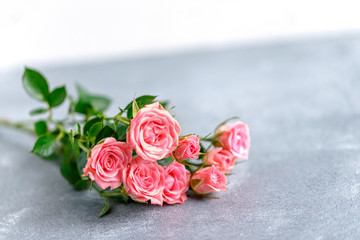 roses on white background
