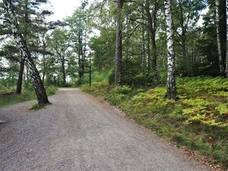 Fototapeta na wymiar Path through trees on Grinda Island in the Stockholm Archipelago, Sweden 