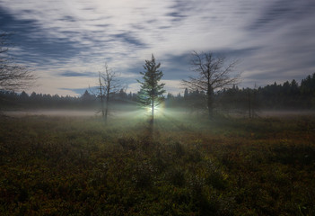 Light rays behind tree in mist