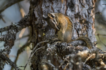 Chipmunk cleaning itself in a tree in Banff National Park