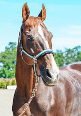 Portrait of a beautiful horse, blue sky and green trees as a background. Brown horse closeup, equestrian sport. Side view head shot of a thoroughbred chestnut stallion.