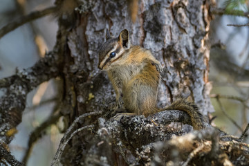 Naklejka na ściany i meble Chipmunk cleaning itself in a tree in Banff National Park