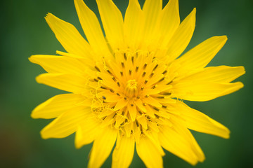 Tragopogon pratensis, Jack-go-to-bed-at-noon, meadow salsify, showy goat's-beard or meadow goat's-beard yellow flower