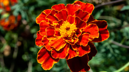 fiery red-yellow garden flower.