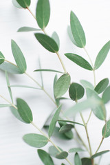 Beautiful sprig of eucalyptus on a light wooden background. Green leaves close up. Floristics, natural scenery and decoration. Botanical background. Organic products or cosmetics