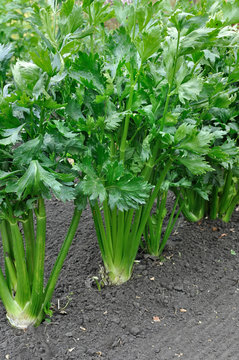 close-up of celery plantation (leaf vegetable) in the vegetable garden, vertical composition