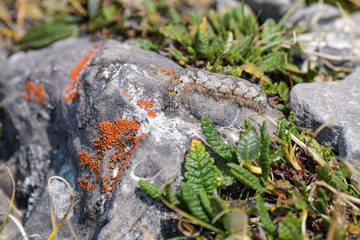 Camouflaged caterpillar on a rock in Banff National Park