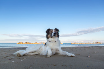 Cane al Mare