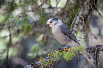 Canada jay sitting on a branch in Banff National Park