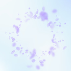 Violet flower petals falling down. Nice romantic flowers vignette. Flying petal on blue sky square b