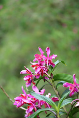 Fototapeta premium Vibrant pink wild Orchid flowers on Huayna Picchu Mountain, Machu Picchu, Cusco, Peru 