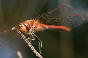 Makro einer Libelle