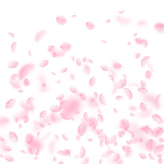 Sakura petals falling down. Romantic pink flowers gradient. Flying petals on white square background