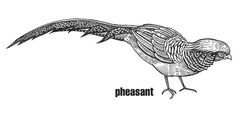Realistic bird pheasant. Black and white graphics.