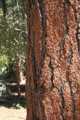 Tronc Sequoia