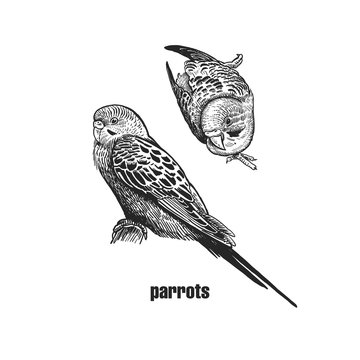 Realistic bird wavy parrots. Black and white graphics.