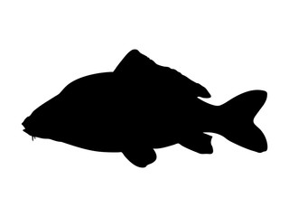 Common carp silhouette. Vector illustration.