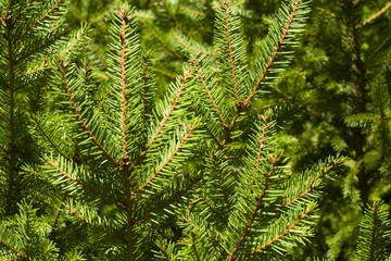 Branch of green spruce is used as a background decoration element.