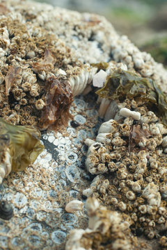 Barnacles and seaweed cling to a dry rock at low tide along the pacific coast in Oregon.  Vertical image with shallow depth of field.