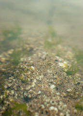 Barnacles opening on a rock in a tidal pool along the Pacific coast in Oregon.  Vertical image with shallow depth of field.