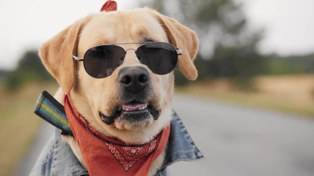 Portrait of a Labrador dog in sunglasses