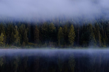 Obraz na płótnie Canvas foggy trees