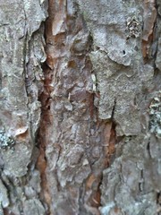 Photo of tree bark. Wood texture.