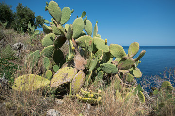 Kaktusfeigen im Zingaro Nationalpark auf Sizilien