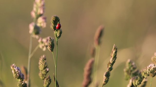 seven-spot ladybird on grass
