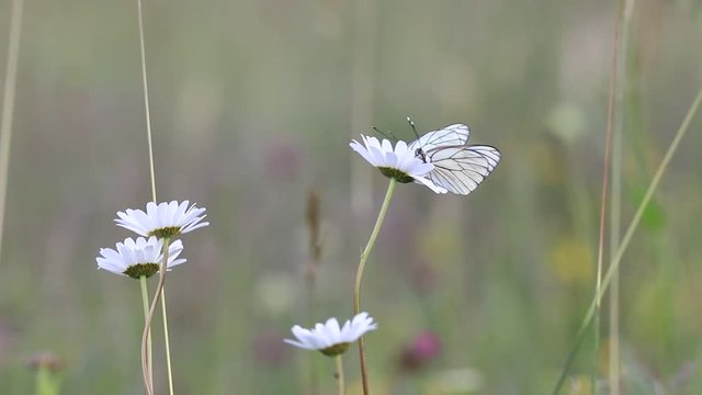 black-veined white butterfly pollinating a white flower, aporia crataegi specie
