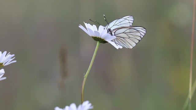black-veined white butterfly pollinating a white flower, aporia crataegi specie
