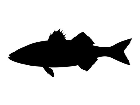 Sea bass silhouette. Vector illustration.