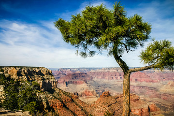 Grand Canyon with pine treein foreground taken at the Grand Canyon, Arizona, USA on 1 November 2008