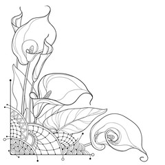 Vector corner bouquet of outline Calla lily flower or Zantedeschia, bud and ornate leaf in black isolated on white background. Contour tropical calla flower bunch for summer design or coloring book. - obrazy, fototapety, plakaty